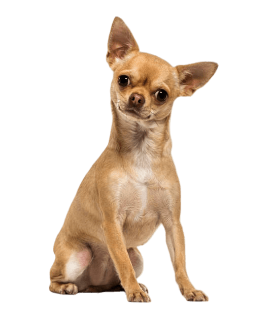 Chihuahua Left