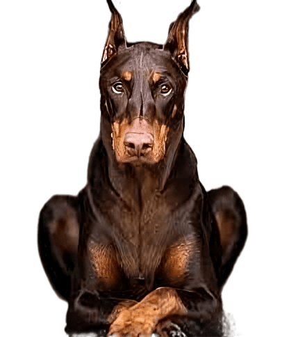 Dog in Middle